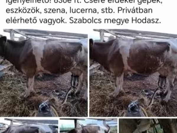 母牛, Simmental cattle