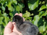 Ajam cemani — fotografija 3