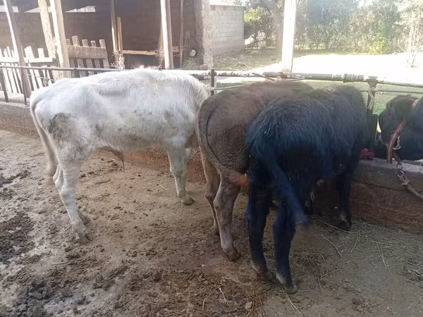 Buqa, Qoramol