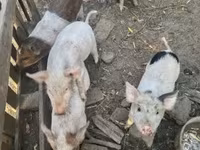 Cerdos (lote, sexo no especificado), Дюрок — foto 1