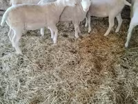 Sheep, Ile-de-France sheep — photo 1