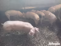 公猪, Pigs — 照片 3