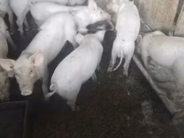 Świnie (partia, płeć nieokreślona), Świnie — Węgry