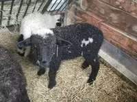 Qoʻchqor, Wallis Country sheep — 4-rasm