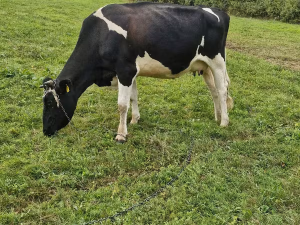 Krowa, Russian Black pied cattle