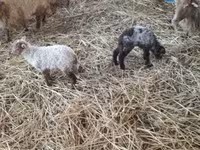 Ovelha, Racka sheep — foto 3