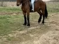 Cheval, Chevaux — photo 4