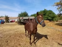 Кобила, Standardbred — фото 2