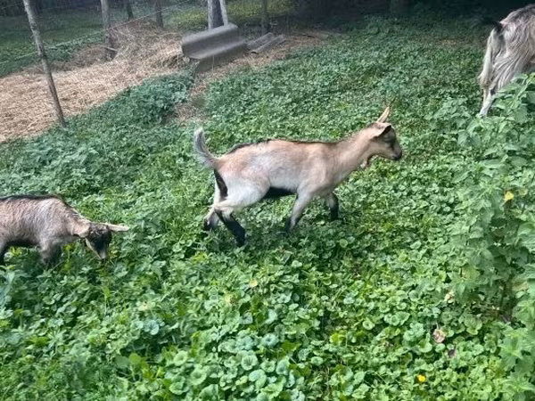 Bode, Cabras — Hungria