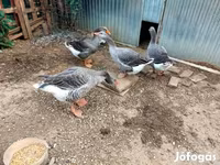 Geese — 照片 4