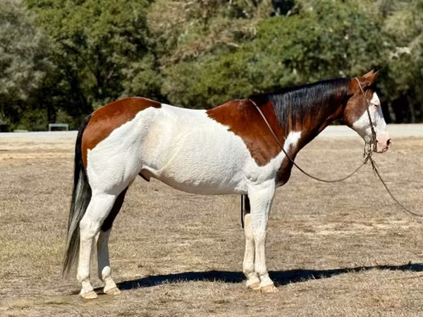 At, American paint horse