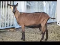 عنزة, Alpine goat — الصورة 1