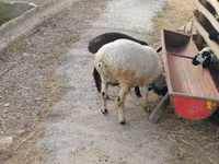 Baran, Owce — zdjęcie 6