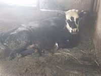 Krava, Swiss cattle — fotografija 6