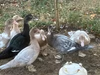 Ducks — الصورة 1
