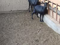 Echki, Alpine goat — 3-rasm