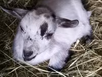 Ziegenbock, Ziegen — Foto 3