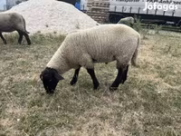 Widder, White Suffolk sheep — Foto 1