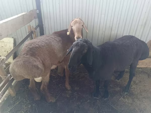 Баран, Arashan sheep