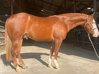 Pastuv, Quarter Horse — fotografija 1