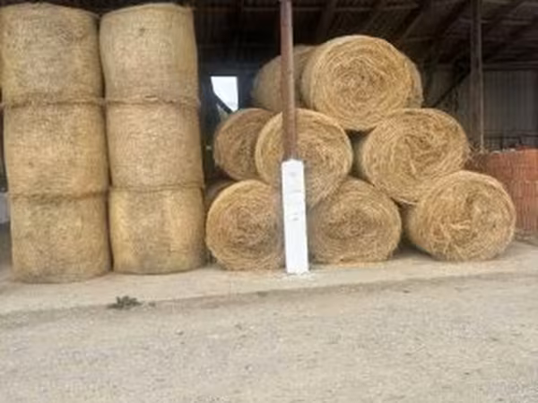 Elcserélnék borjúra üszőre vagy eladnák szénát