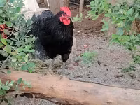 Chickens — 8-сурет