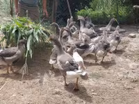 Geese — Foto 6