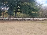 Ovca, Baerchuke sheep — fotografija 1