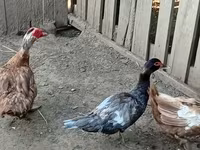 Ducks — fotografija 5