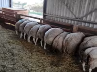 Ovan, Beltex sheep — fotografija 2