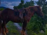 公马, Horses — 照片 7