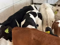 Goveda (partija, pol nije naveden), Simmental cattle — fotografija 2