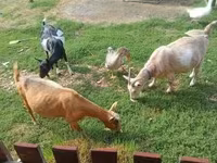 Bode, Cabras — foto 1