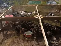 Nemački pekin — fotografija 2