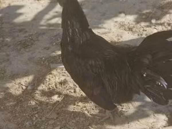 Ayam Cemani