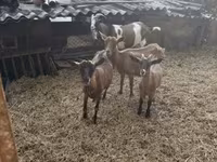 Cabro, Cabras — foto 2