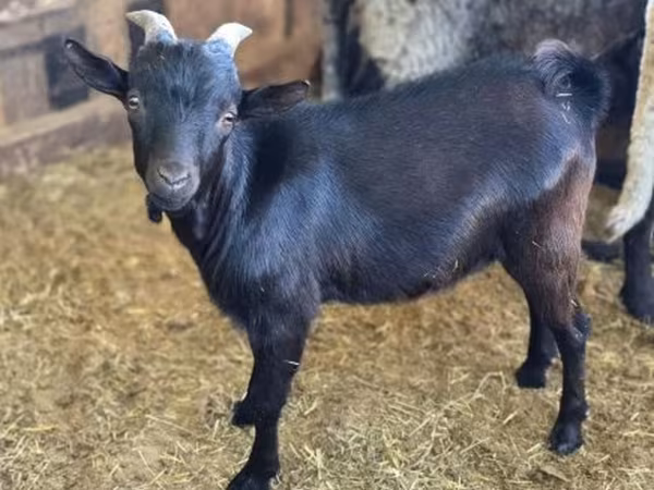 Jarac, Dutch Landrace goats