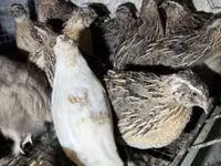 Quails — Foto 5