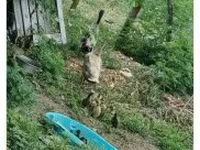 Indian Runner — foto 3