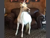 Kobila, Miniature horse — fotografija 1