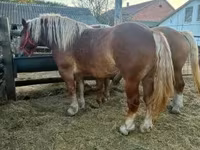 Yegua, Hungarian horse breed — foto 8