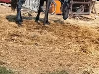 Caballo, Caballos — foto 2