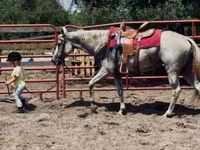 Kobila, Quarter Horse — fotografija 7