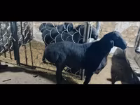Ovan, Rhon sheep — fotografija 5
