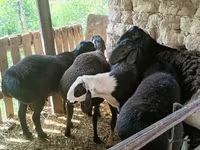Ovan, Rhon sheep — fotografija 4
