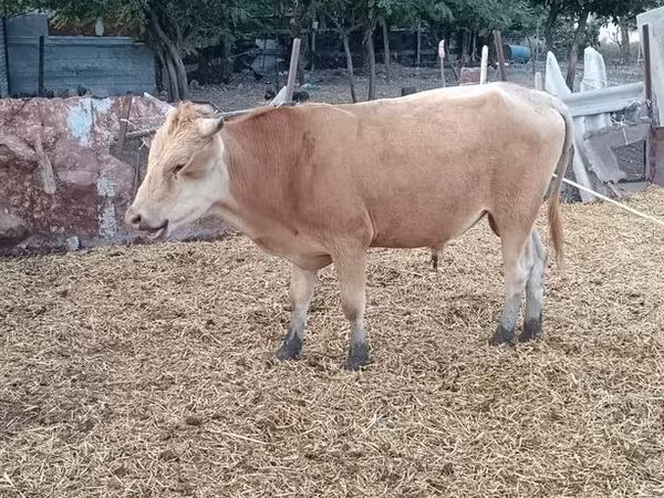Bik, Simmental cattle