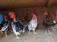 ياباني بانتام — الصورة 2