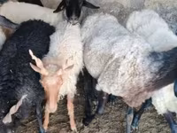 Widder, Tsigai sheep — Foto 2