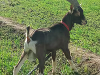 Ziege, Toggenburg goat — Foto 1
