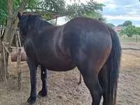 母马, Horses — 照片 7